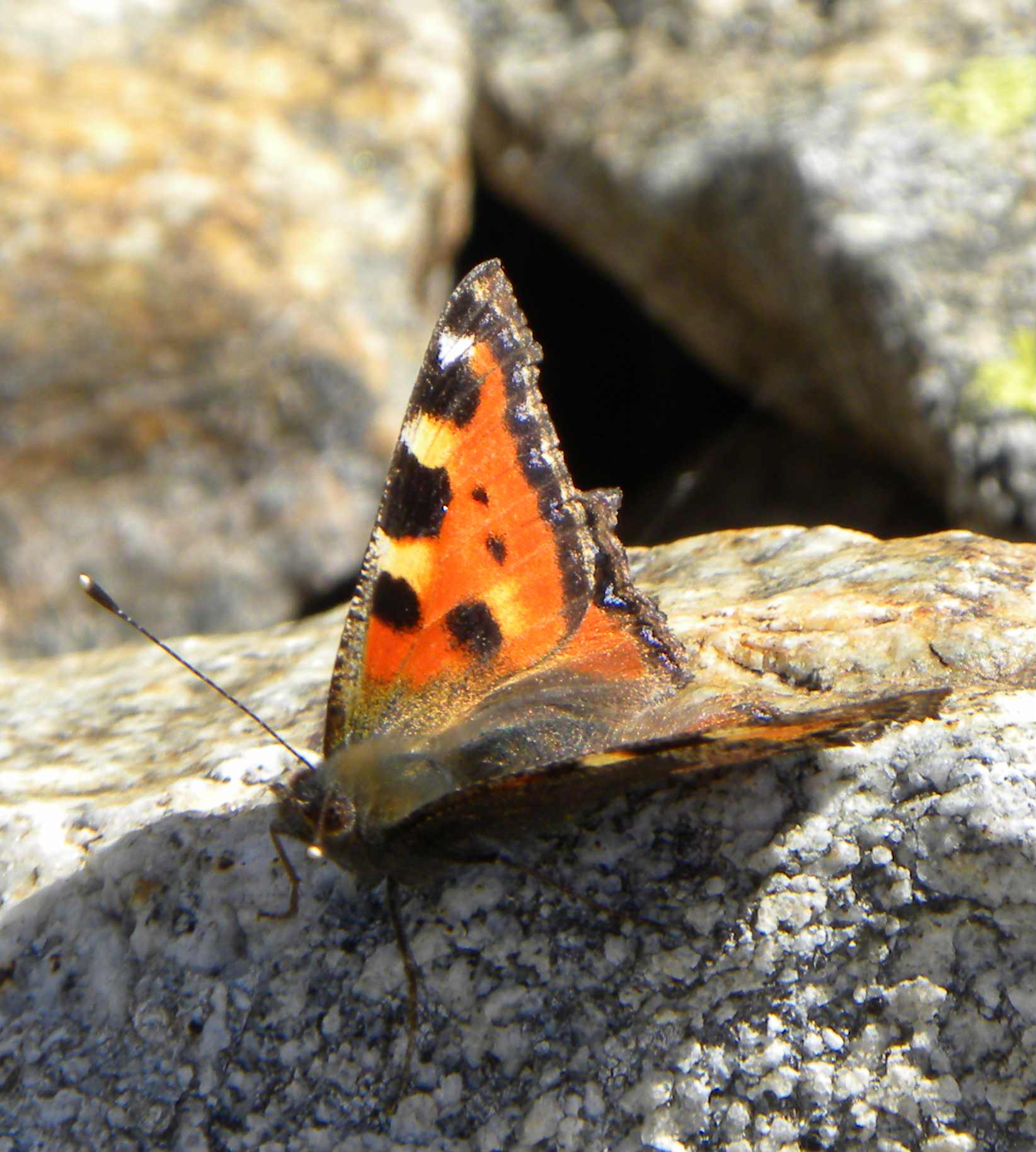 farfalla da identificare